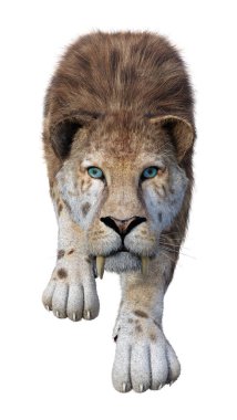 3D render Sabertooth kaplan beyaz