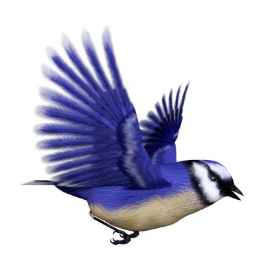 3D render Florida scrub jay beyaz