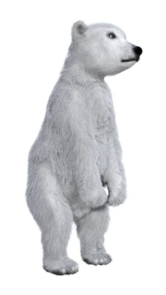 3d 渲染北极熊幼崽在白色 — 图库照片