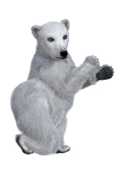 3D Rendering Polar Bear Cub on White — Stock Photo, Image