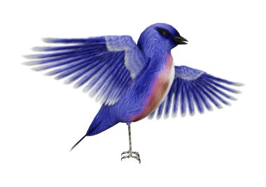 3D render Doğu Bluebird beyaz