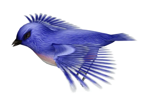 3D Rendering Eastern Bluebird on White — Stock Photo, Image