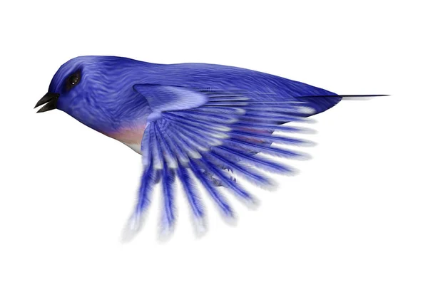 Rendering 3D Bluebird orientale su bianco — Foto Stock