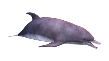 3D render yunus beyaz