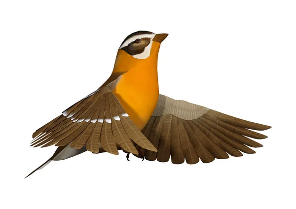 3D Rendering Singvogel Grossschnabel auf Weiß — Stockfoto