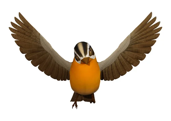 3D rendering Songbird Grosbeak σε λευκό — Φωτογραφία Αρχείου