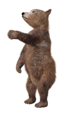 3D render boz ayı yavrusu beyaz