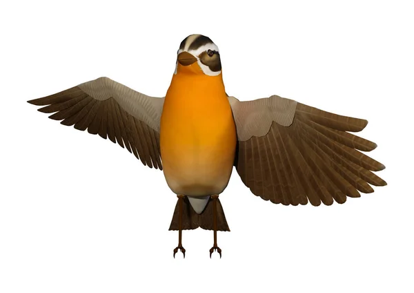 3D rendu Grosbeak Songbird sur blanc — Photo
