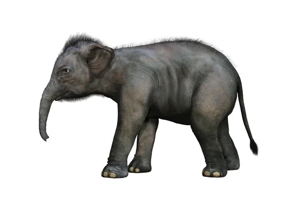 Rendu 3D bébé éléphant indien sur blanc — Photo