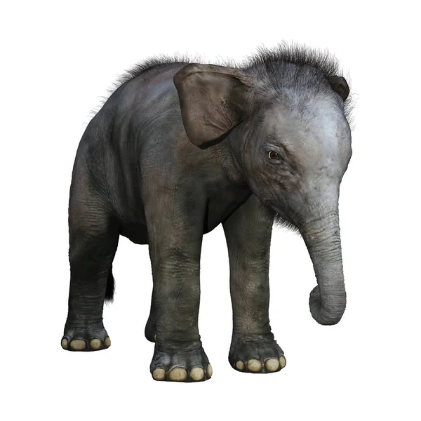 3D Rendering elefante indiano bambino su bianco — Foto Stock