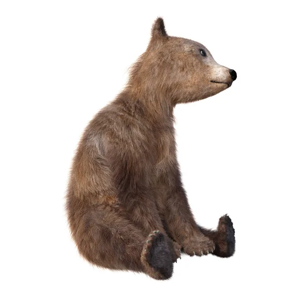 3D-rendering Brown Bear Cub på hvit – stockfoto