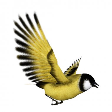 3D render Songbird Goldflinch beyaz