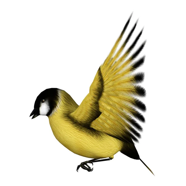 Rendu 3D Songbird Goldflinch sur blanc — Photo