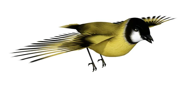 Representación 3D Songbird Goldflinch en blanco — Foto de Stock