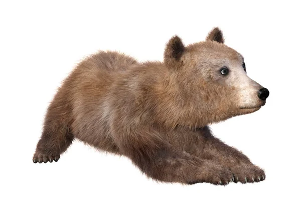 3D rendering barna medve Cub-fehér — Stock Fotó