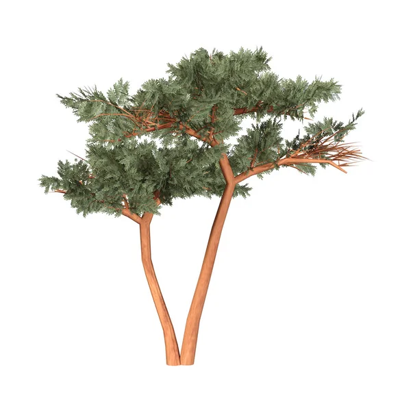 3D rendering Acacia boom op wit — Stockfoto