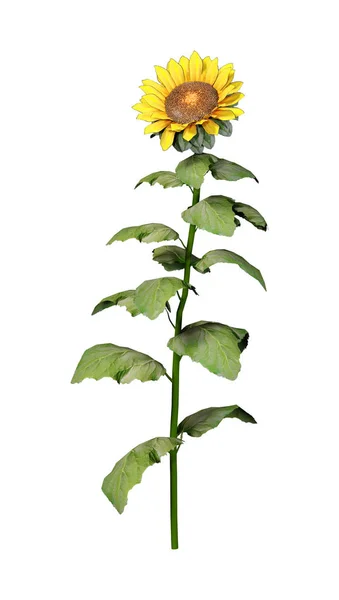 3D Rendering Sunflower Plant on White — Stock Photo, Image