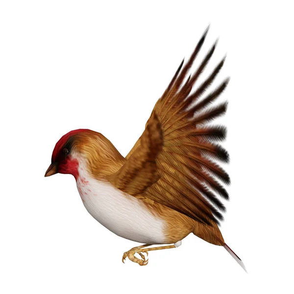 3D vykreslování Scarlet Finch na bílém — Stock fotografie