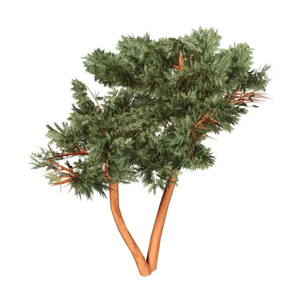 Representación 3D de árbol de acacia en blanco — Foto de Stock