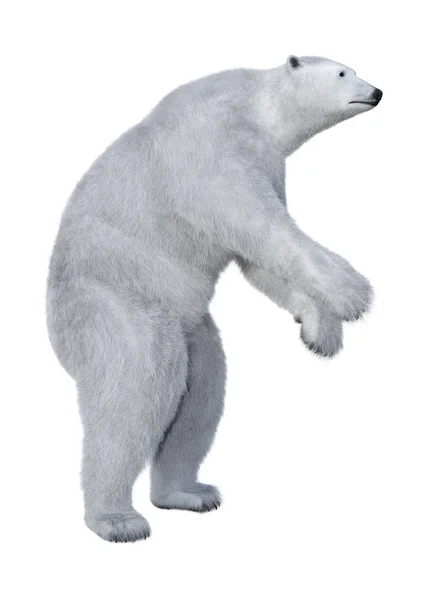 3D Rendering Polar Bear on White — Stock Photo, Image