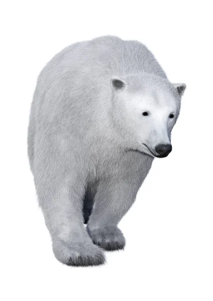 3D renderizando o urso polar no branco — Fotografia de Stock