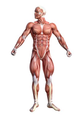 3D render erkek anatomisi şekil üzerinde beyaz