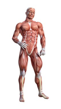 3D render erkek anatomisi şekil üzerinde beyaz