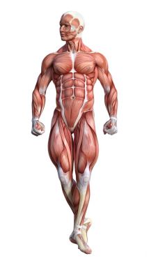 3D render erkek anatomisi şekil üzerinde beyaz