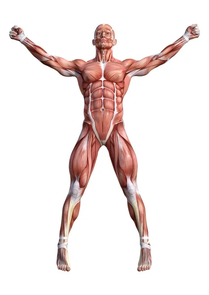 Figura de anatomía masculina de representación 3D en blanco — Foto de Stock