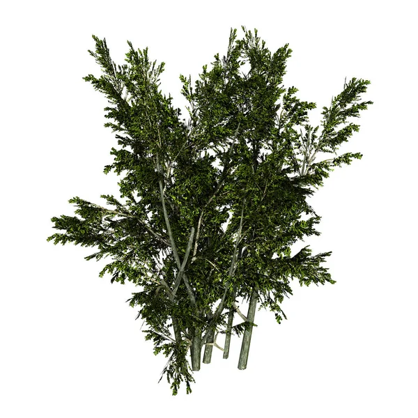 Representación 3D Creosote Bush en blanco — Foto de Stock