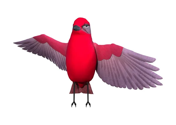 3D-Rendering Singvogel-Tanager auf Weiß — Stockfoto