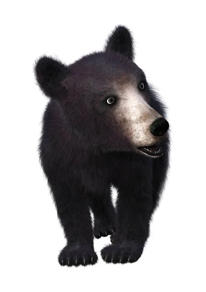 3D renderizado negro oso cachorro en blanco —  Fotos de Stock