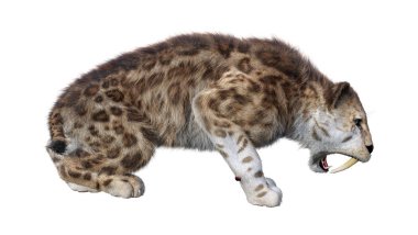 3D render Sabertooth kaplan beyaz