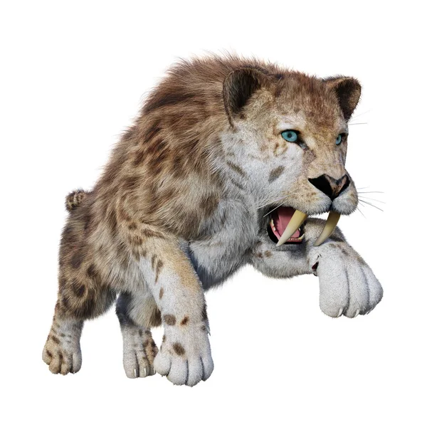 3D Rendering Sabertooth Tiger on White — Stock Photo, Image