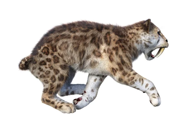 3D Rendering Sabertooth Tiger su bianco — Foto Stock