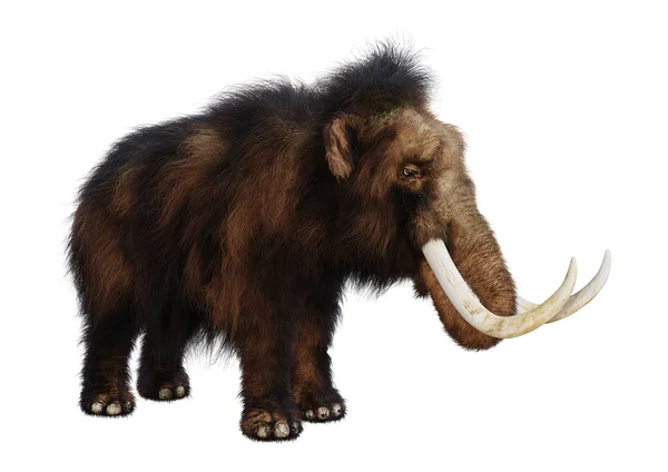 3D Rendering Woolly Mammoth on White — Stock Photo, Image