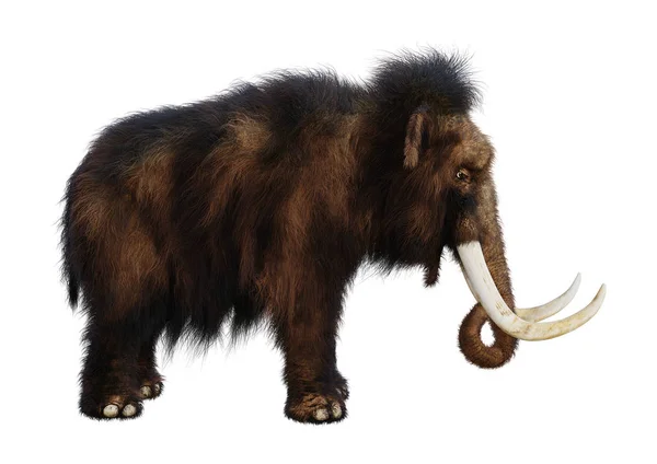 3D rendering gyapjas mamut, fehér — Stock Fotó