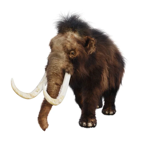3D rendering gyapjas mamut, fehér — Stock Fotó