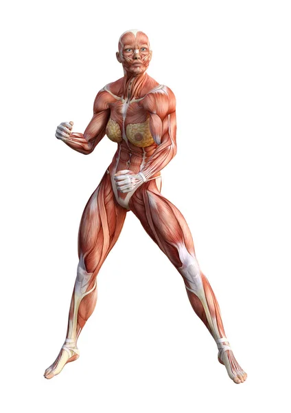 Figura anatomica femminile di rendering 3D su bianco — Foto Stock