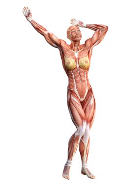 3D render kadın anatomi şekil üzerinde beyaz