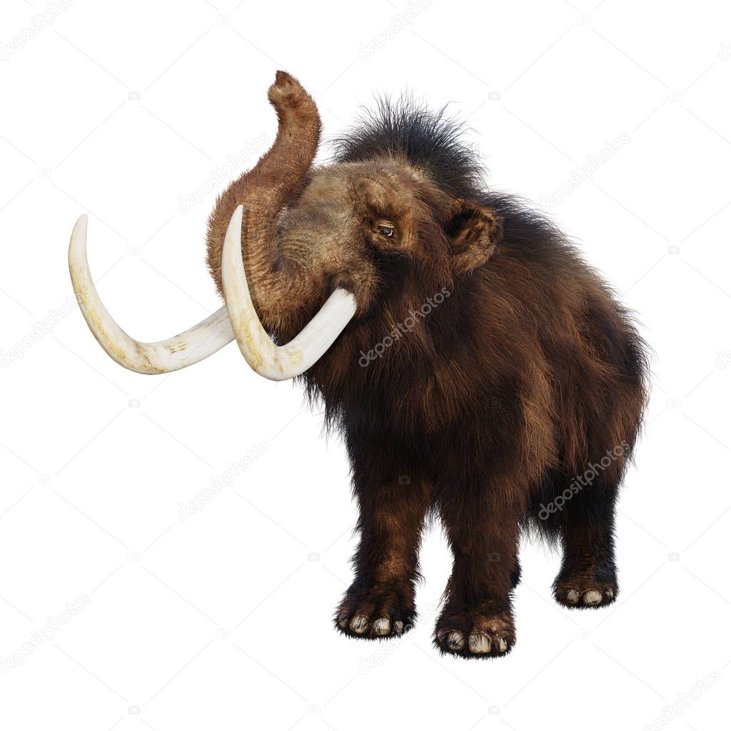 3D Rendering Woolly Mammoth on White