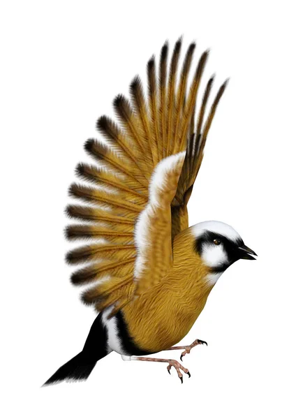 3D Rendering Pastoralfinken Vogel auf Weiß — Stockfoto