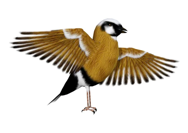 3D representación párroco pinzón pájaro en blanco —  Fotos de Stock