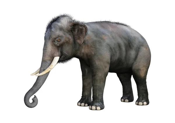 3D Rendering Indischer Elefant auf Weiß — Stockfoto