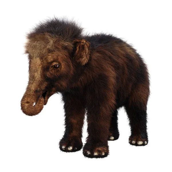 3D rendering ullig mammut Baby på vit — Stockfoto