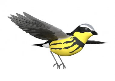 3D render Songbird Wrabler beyaz
