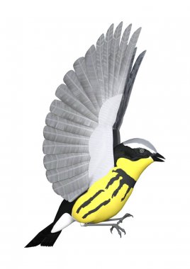 3D render Songbird Wrabler beyaz