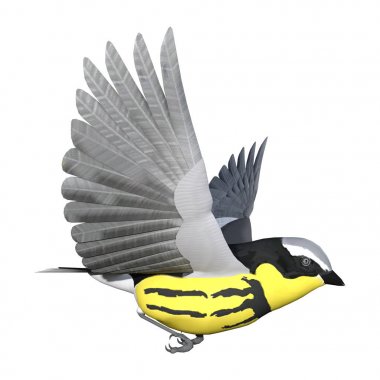 3D render Songbird Wrabler beyaz