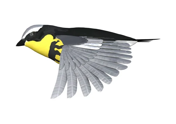 3D rendering Songbird Wrabler op wit — Stockfoto