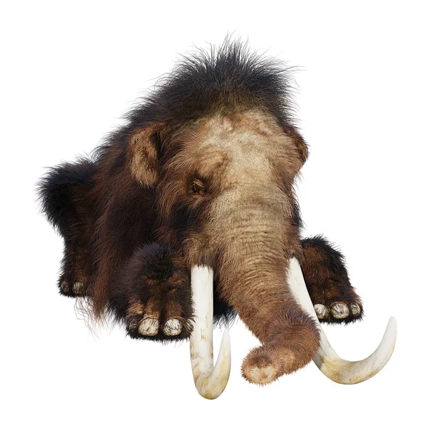3D renderização Woolly Mammoth em branco — Fotografia de Stock